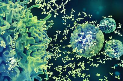 illustration of immune cells interacting with pathogens