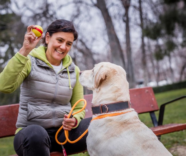 Dog owner holding out a ball for an attentive Labrador