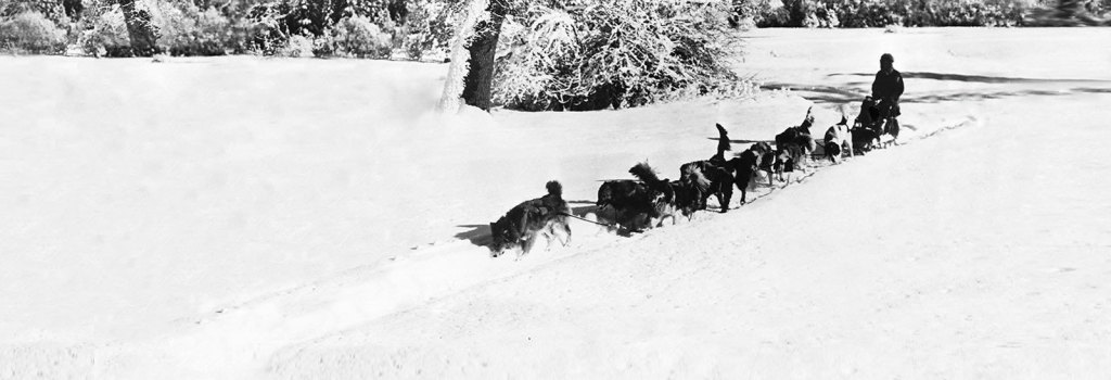 dog sled background image