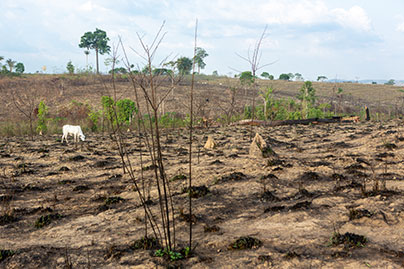 farmland landscape with livestock