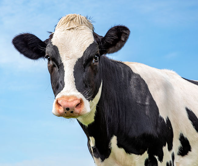 a cow with a blue sky background