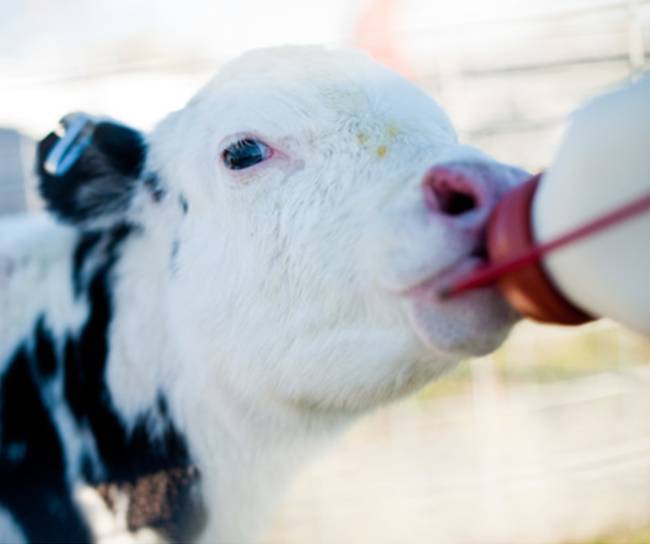 cow drinking milk from bottle
