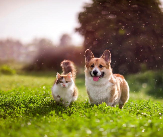 two dogs running on the grass