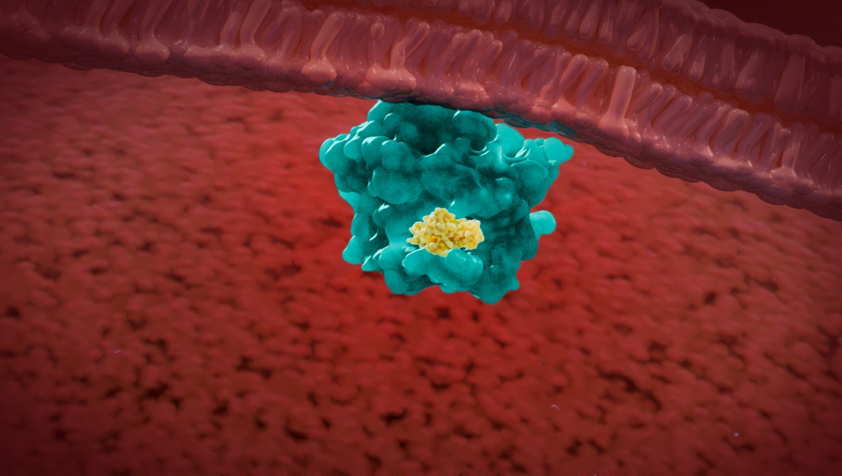 3D depiction of KRAS protein complex