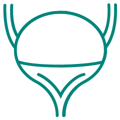 illustration of bladder