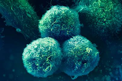 Cells