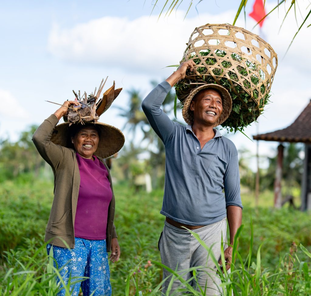 two farmers carrying baskets while harvesting rice in Southeast Asia