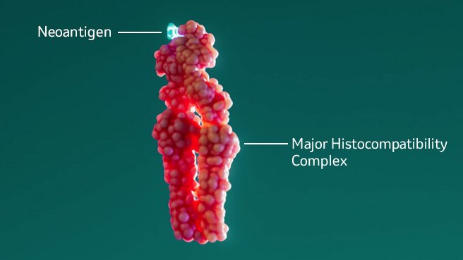 Neoantigen