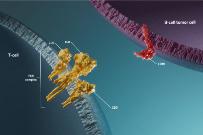3-D depiction of T-cell with TCR complex and B-cell tumor cell with CD19 protein