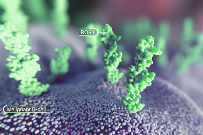 3-D depiction of ROR1 protein on a malignant B-cell