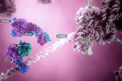 3-D depiction of LSD1 and transcription factors ahead of histone modification