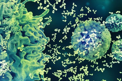 Microscope view of large cells