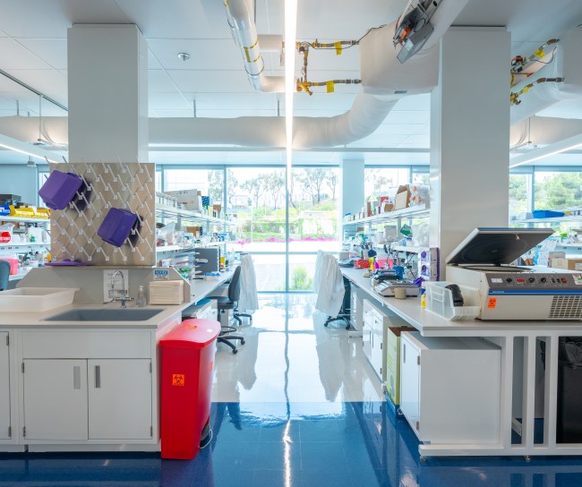lab